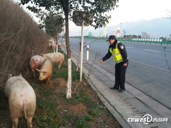 运猪车被撞侧翻，二师兄马路上撒欢——一场意外与应急处理的最新解答方案，动态解读说明_vShop76.70.52